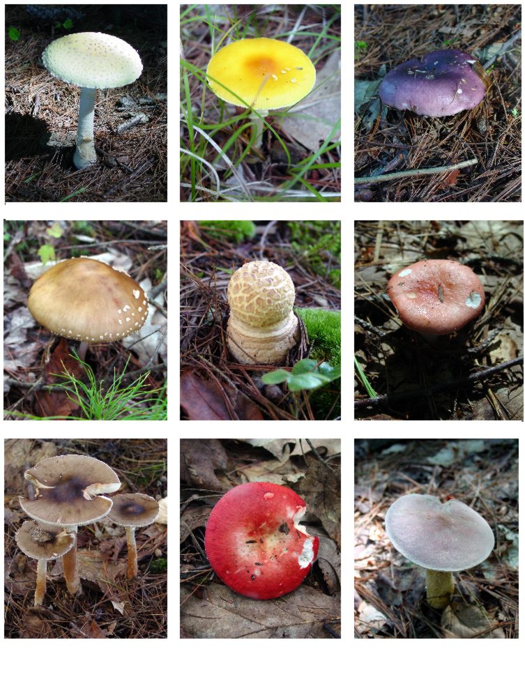 Various mushrooms growing in soil and grass.