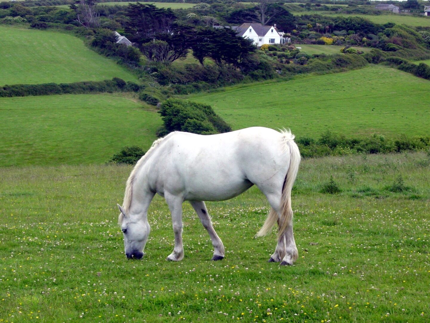A white horse grazing in a green field with houses in the background.