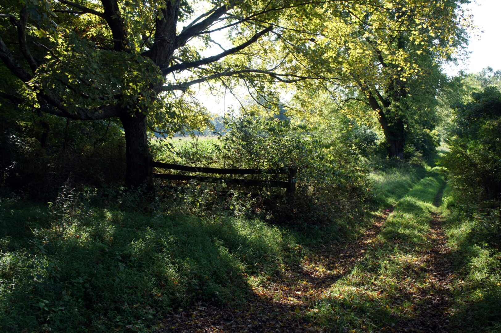A sunlit forest path with lush greenery and a wooden fence.