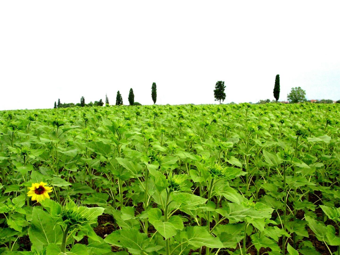 A vast green field with scattered trees on the horizon under a clear sky.