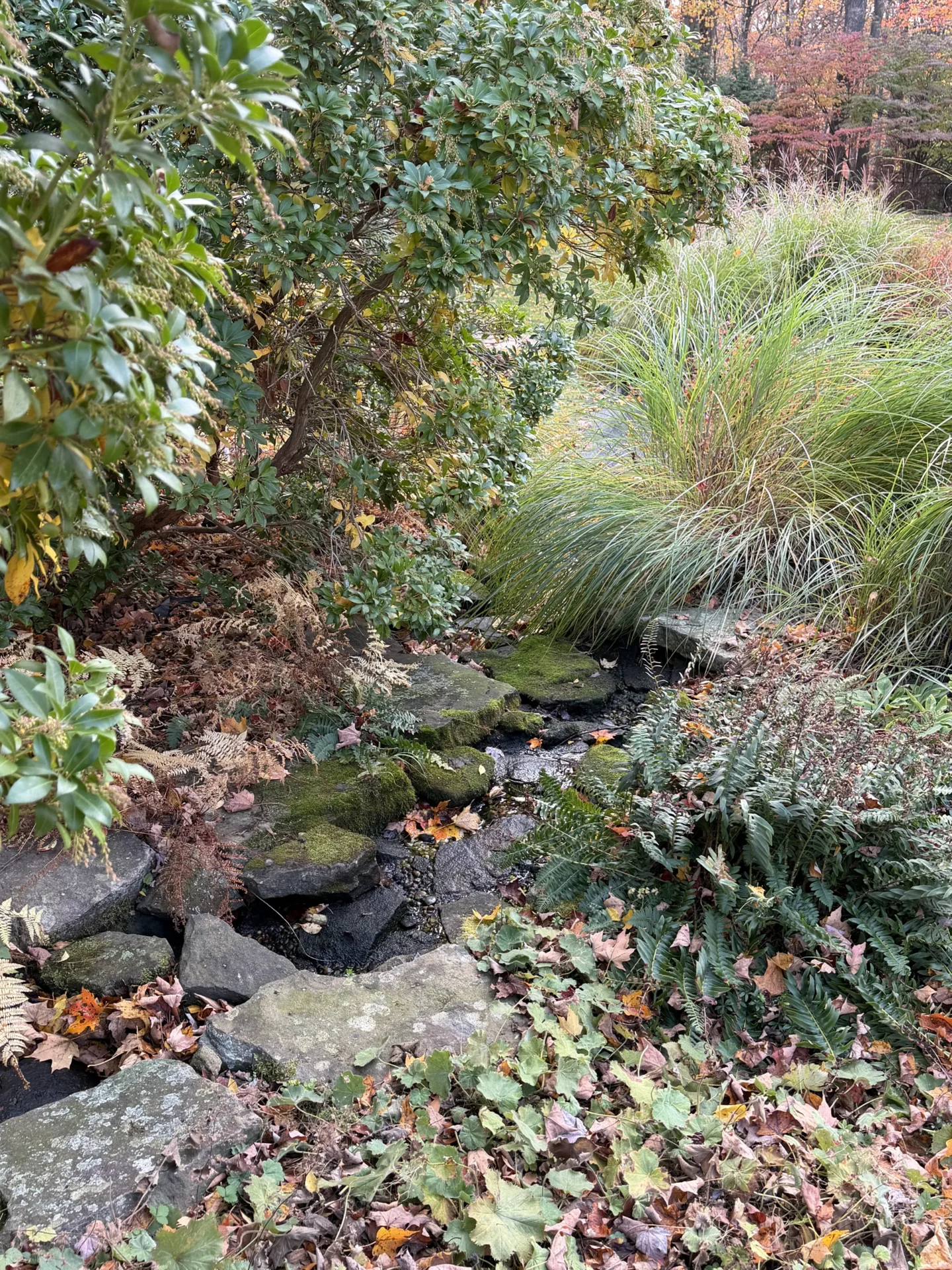 A peaceful garden stream surrounded by lush greenery and rocks.