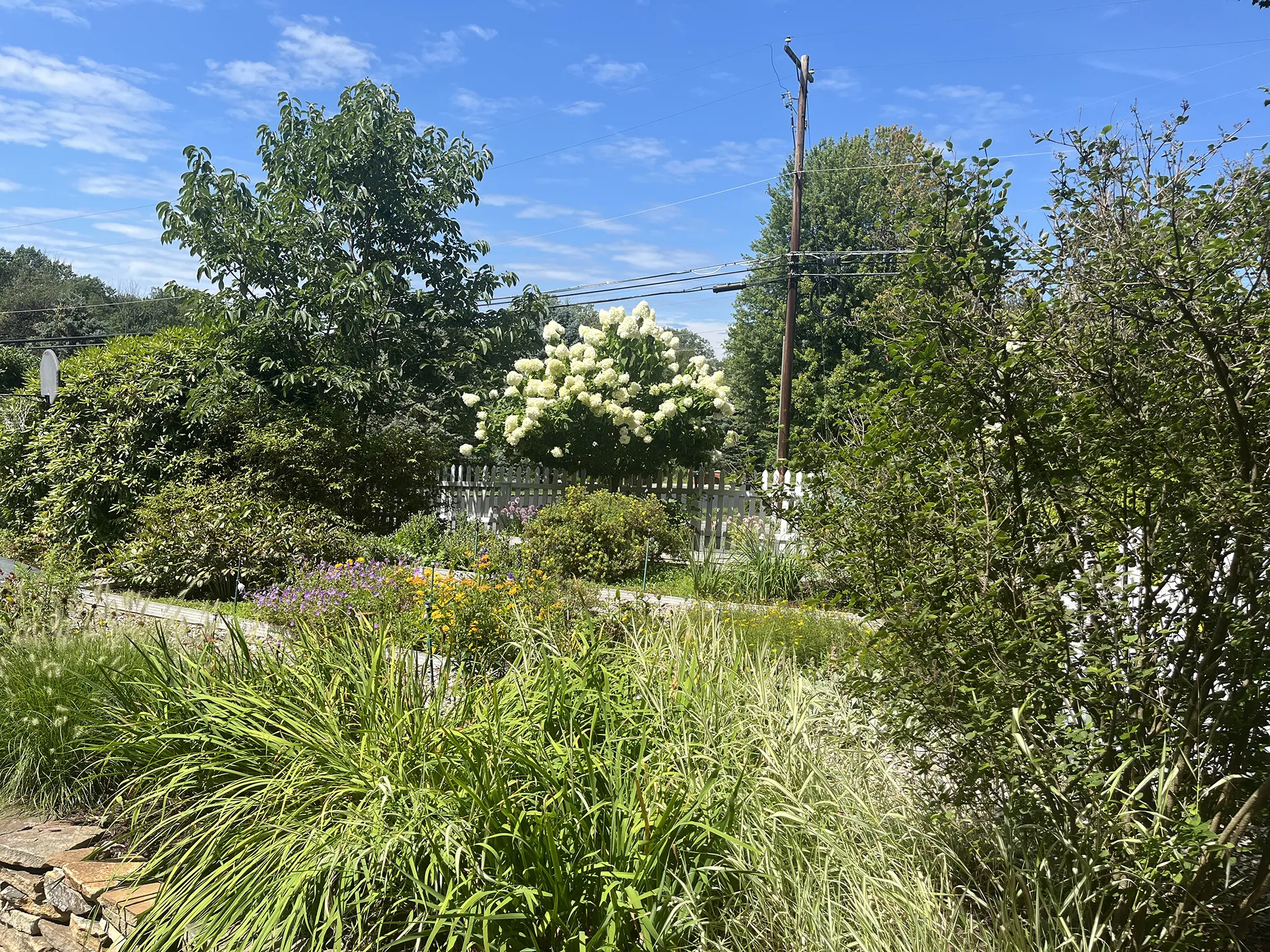Lush garden scene with vibrant greenery and blooming white flowers under a clear blue sky.