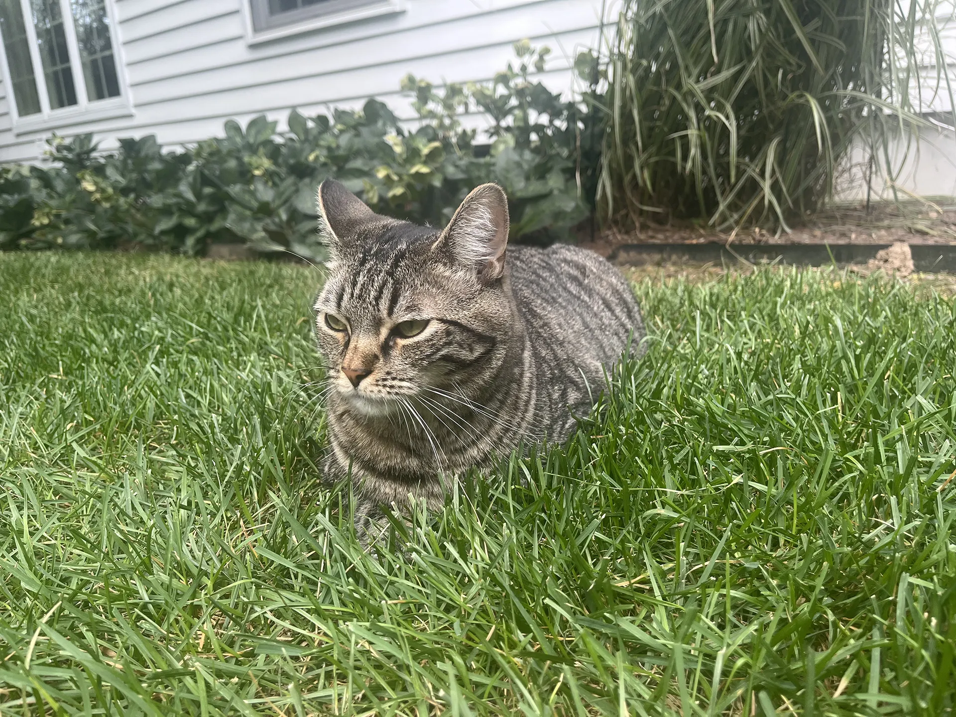 Tabby cat resting on green grass near a house.