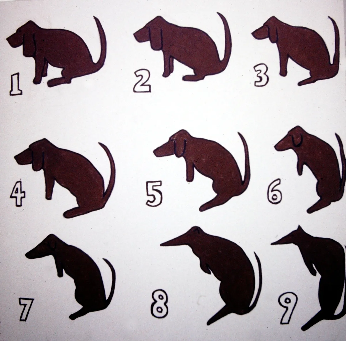 Nine silhouettes of a cat in various playful poses against a white background.