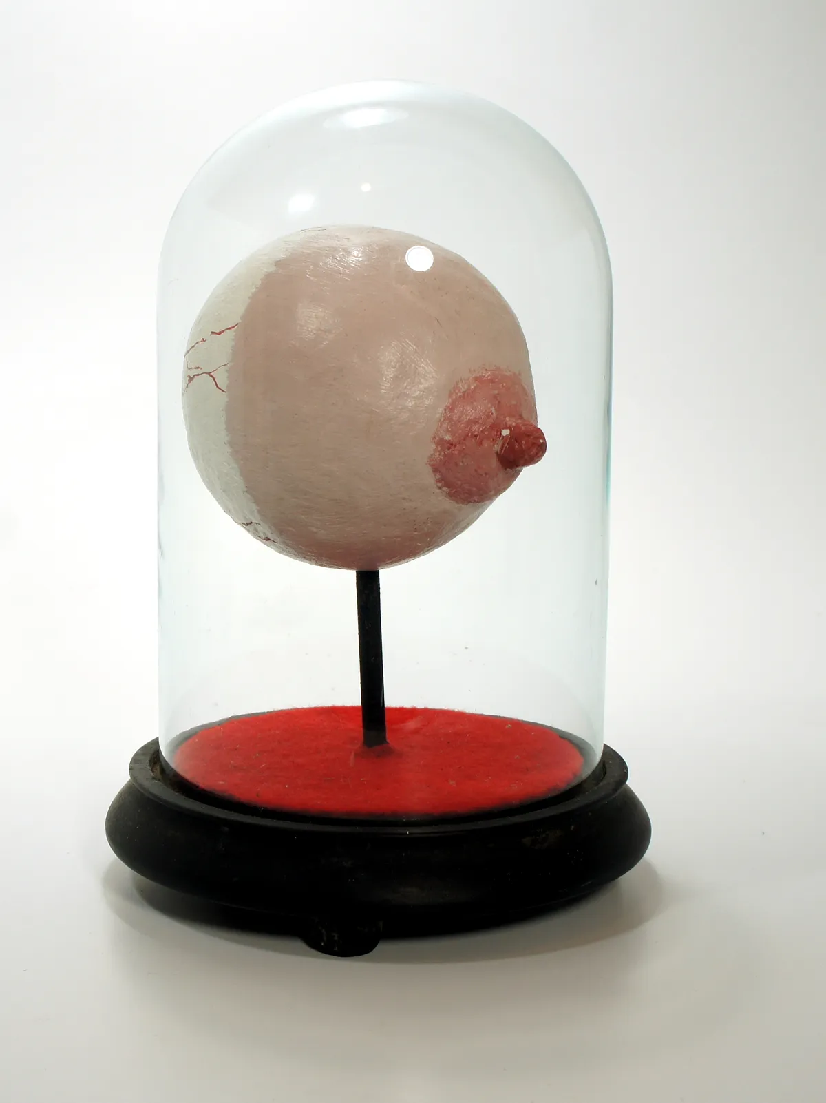 A realistic model of a human breast under a glass dome on a black base.