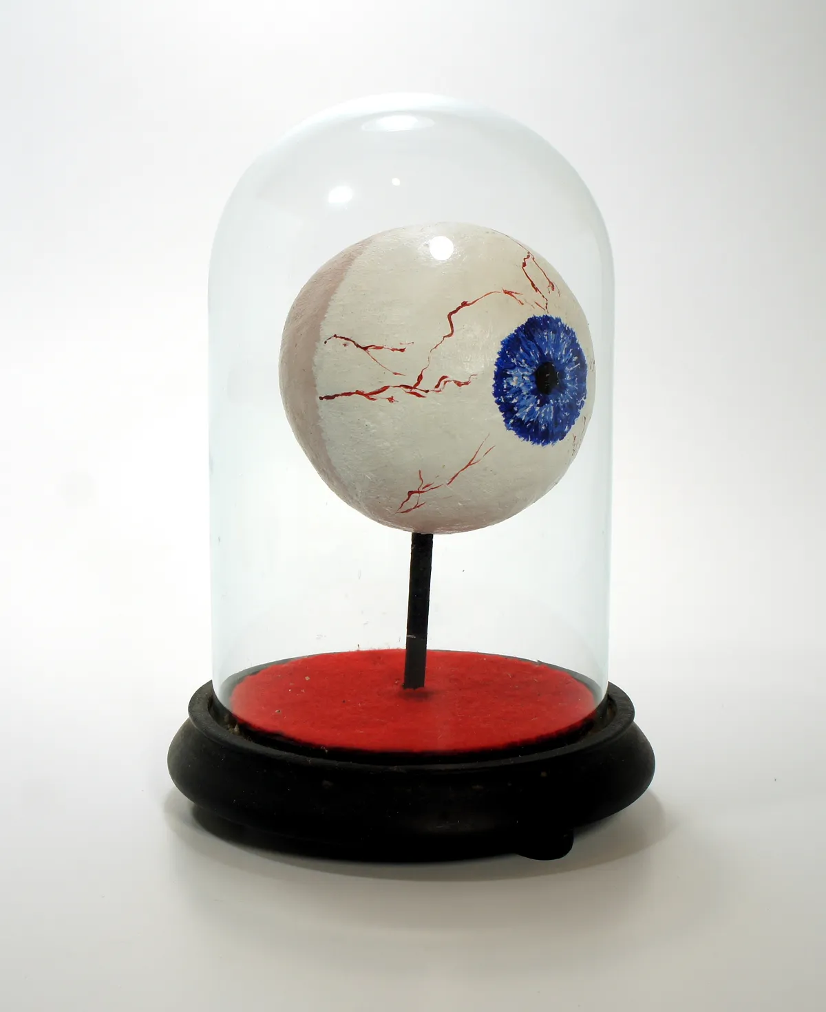 A realistic eyeball model displayed under a glass dome.